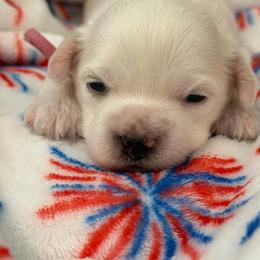 Girl 1 Pink - White female Coton de Tulear puppy in Ludington, Michigan from Cotten's Sunset Kennels