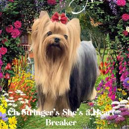 Mila - Yorkshire Terrier