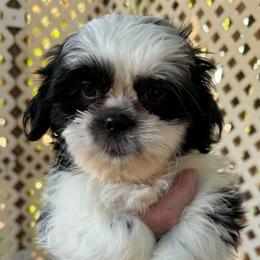 Ollie - Black and white male Shih Tzu puppy in Victorville, California from Precioustzus