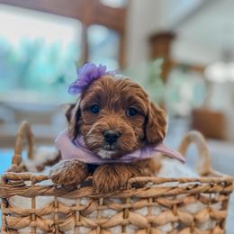 Hope - Red  female Goldendoodle puppy in Pleasant Grove, Utah from Destination Doodles