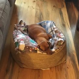 Titanita - Dachshund