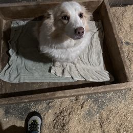Ezra - Border Collie
