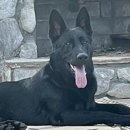 Glock - German Shepherd