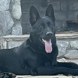 Glock - German Shepherd