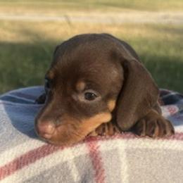 Bibi - Chocolate and tan female Dachshund puppy in Durant, Oklahoma from Rockin’ S Kennel