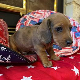 Boy 1 - Dapple male Dachshund puppy in Stilwell, Oklahoma from Starr Springs Doxies