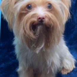 Krispy - Yorkshire Terrier