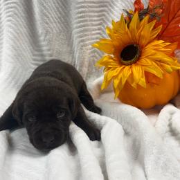 Green collar - Chocolate male Labrador Retriever puppy in Stuart, Virginia from Russell Creek Labradors