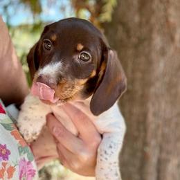 Honey AKC FULL - Piebald female Dachshund puppy in Gentry, Arkansas from Sweet As Pie Doxies