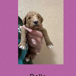 AKC Standard poodle Belle - Red  female Poodle puppy in Harrisburg, Arkansas from Ransone’s Ridge Runners Poodles and Doodles