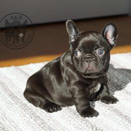 French Bulldog Puppies from A & B French Bulldogs