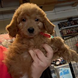 Red - Red male Assorted Doodle Crosses puppy in San Jacinto, California from Goldens and Doodles