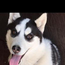 Siberian Husky All Grown Up from Tundra Storm Siberians