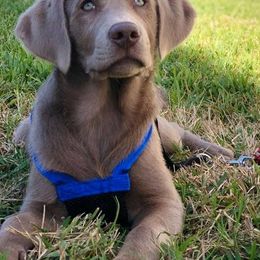 Dilute Retriever Puppies from Longleaf Labradors