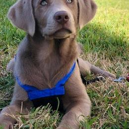 Dilute Retriever Puppies from Longleaf Labradors