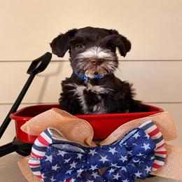 Hangman - Liver male Miniature Schnauzer puppy in Grantsville, Utah from Stellar Schnauzers