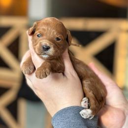 Glow - Red  female Goldendoodle puppy in Wharton, Texas from Little Fur Friends