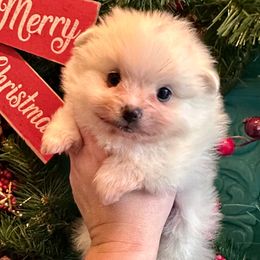 Arthur - White male Pomeranian puppy in Springfield, Missouri from Hope Mountain Pomeranians