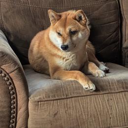 Izumi - Shiba Inu