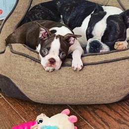 Boston Terrier Puppies from Beatrice's Kennels