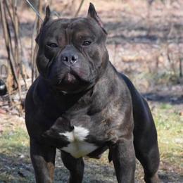 Sarge - American Bully