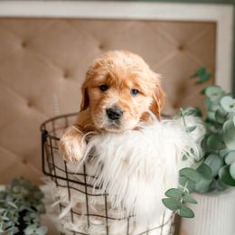 German Shepherd, Goldendoodle, and Golden Retriever Puppies from Silver Pines Pups