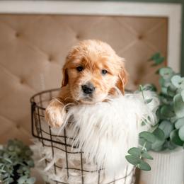 German Shepherd, Goldendoodle, and Golden Retriever Puppies from Silver Pines Pups