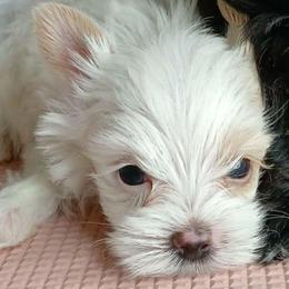 Casper - Tan and white male Yorkshire Terrier puppy in Humble, Texas from Marnax Yorkshire Babies
