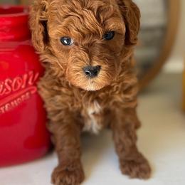Ariel (Pink Collar) - Red  female Poodle puppy in Ogden, Utah from Bells Poodles