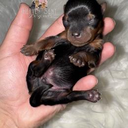 Yorkshire Terrier Puppies from Heaven_sent_toy_yorkies