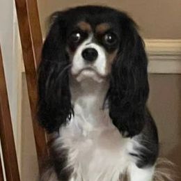 Cavalier King Charles Spaniels from Southern Beaus And Belles