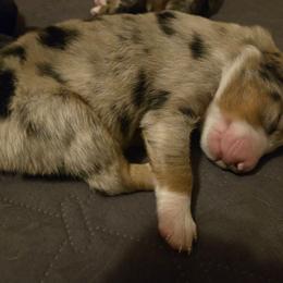 Memphis - Blue merle female Australian Shepherd puppy in Bastrop, Texas from Triple J Aussie Ranch