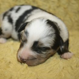 Boy 3 - Blue merle male Miniature Australian Shepherd puppy in Licking, Missouri from Burnett Aussies