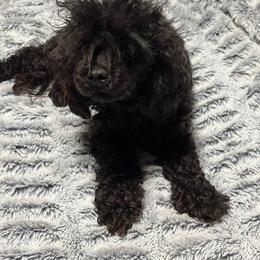 Meija - Poodle