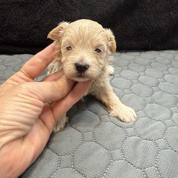 Summer - Apricot female Maltipoo puppy in Bowling Green, Kentucky from Denise Clark