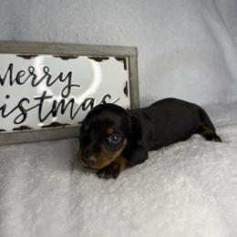 Girl 2 - Black and tan female Dachshund puppy in Stilwell, Oklahoma from Johnson Dachshund’s