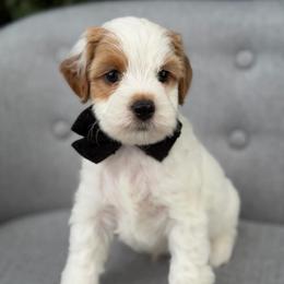 Garth - Parti male Goldendoodle puppy in Queen Creek, Arizona from Goldendoodle AZ