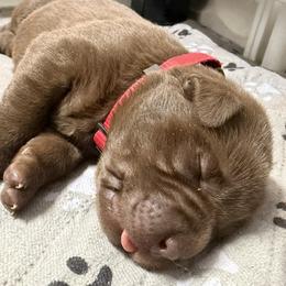 Red - Chocolate male Labrador Retriever puppy in Dickson, Tennessee from Cane Creek Labradors