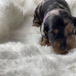 Dachshund Puppies from Hart Dachshunds