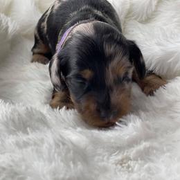 Dachshund Puppies from Hart Dachshunds