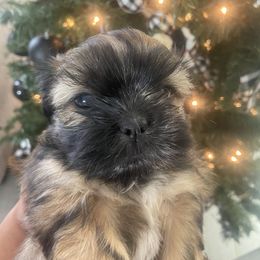 Shih Tzu Puppies from Riley Family Kennel