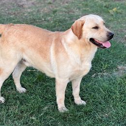 Rip - Labrador Retriever