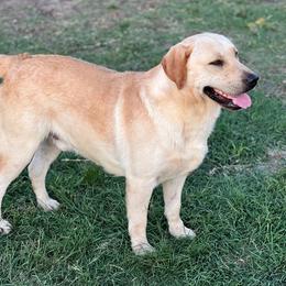 Rip - Labrador Retriever