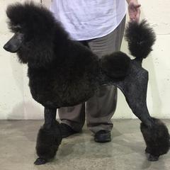 American Hairless Terriers and Poodles from Elcy’s American Hairless Terrier and Standard Poodles