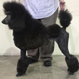 American Hairless Terriers and Poodles from Elcy’s American Hairless Terrier and Standard Poodles