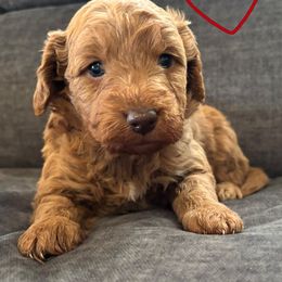 Red - Red  male Goldendoodle puppy in Memphis, Michigan from Kevin Williams