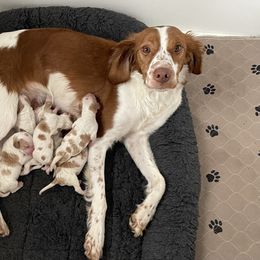 Brittany Puppies from Beaupre Gun Dogs