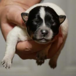 Adora - Blue mottled female Australian Cattle Dog puppy in Buffalo Valley, Tennessee from Buffalo Valley Breeders
