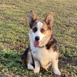Remi - Pembroke Welsh Corgi