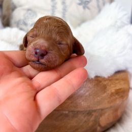 Willow - Red female Cockapoo puppy in Preston, Idaho from Rocking JH Pup Co